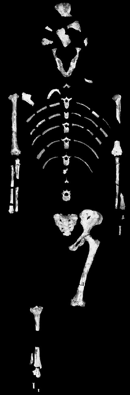 a que especie pertenece la famosa lucy (al 288-1)